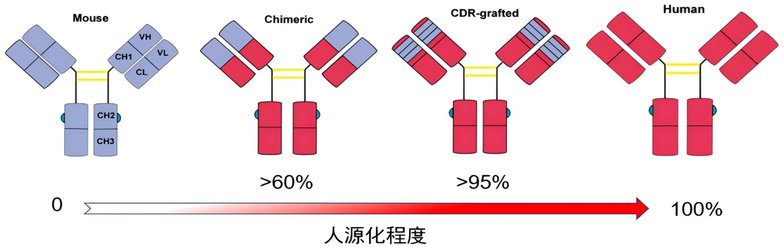全人源抗體定制-1.jpg