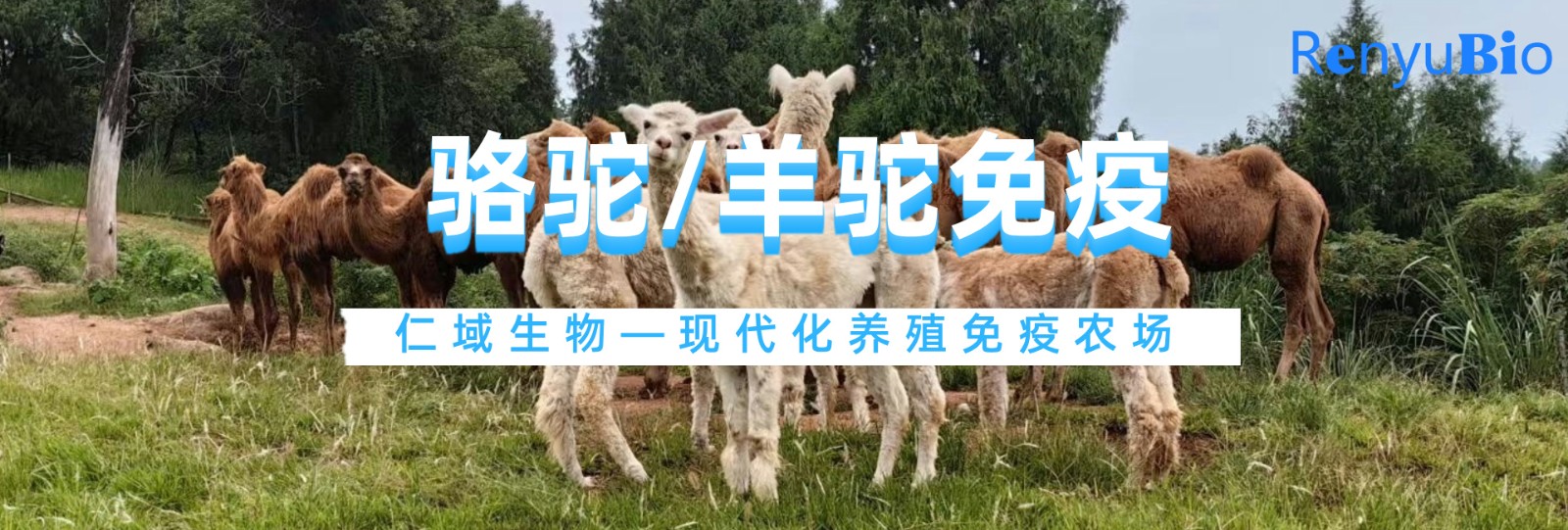 動物免疫服務__2024-11-26+15_50_27.jpg